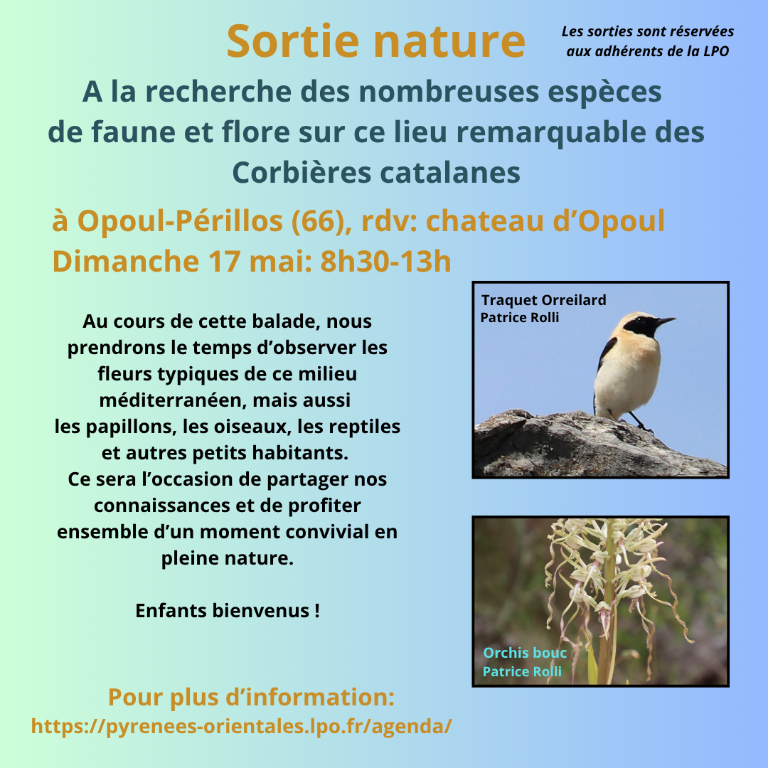 Les oiseaux à Opoul-Périllos